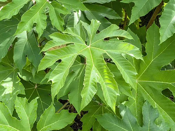 450032 - Rice paper tree (Tetrapanax papyrifer)