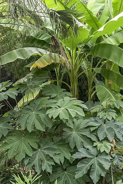 638362 - Rice paper tree (Tetrapanax papyrifer 'Rex')