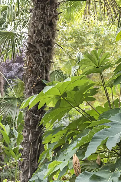 638363 - Rice paper tree (Tetrapanax papyrifer 'Rex')