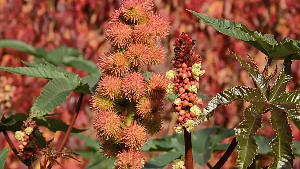 513087 - Ricin commun (Ricinus communis)