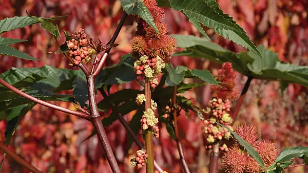513089 - Ricin commun (Ricinus communis)