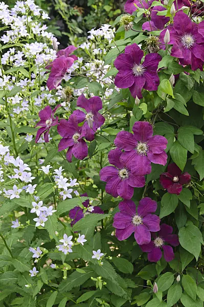 486025 - Riesenglockenblume (Campanula lactiflora) und Waldrebe (Clematis Rouge Cardinal)