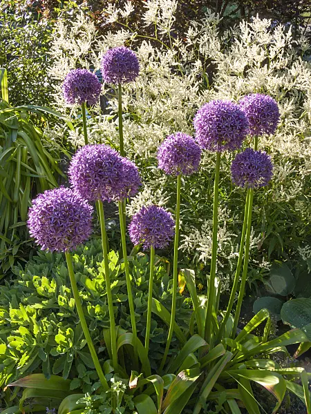 413059 - Riesenlauch (Allium Globemaster)