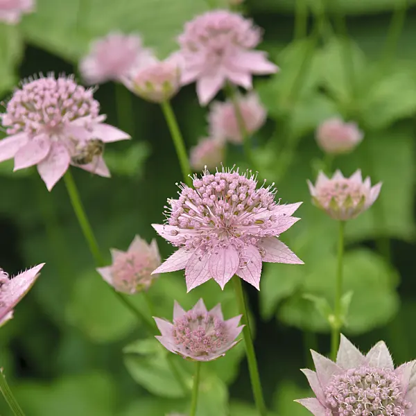 517429 - Riesensterndolde (Astrantia maxima)