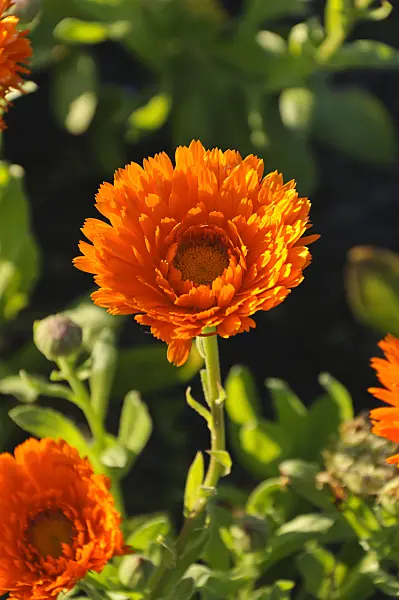 488051 - Ringelblume (Calendula officinalis 'Greenheart Orange')