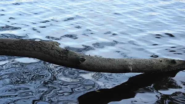 501137 - Ripples in the water around an overturned tree