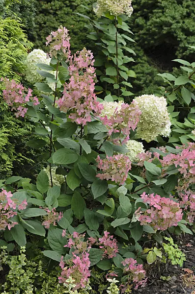 524193 - Rispenhortensie (Hydrangea paniculata)