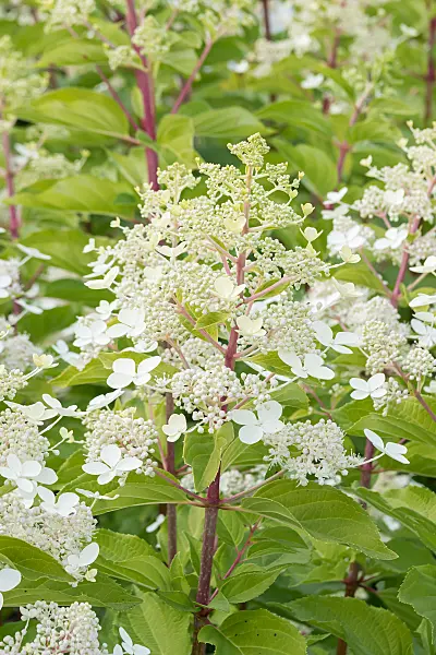 675080 - Rispenhortensie (Hydrangea paniculata 'Big Ben')