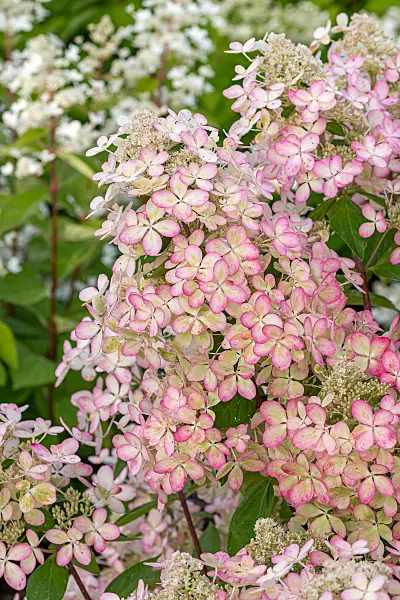 675086 - Rispenhortensie (Hydrangea paniculata 'Lena')