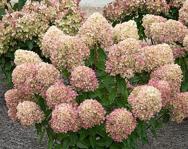 675108 - Rispenhortensie (Hydrangea paniculata 'Little Lime')
