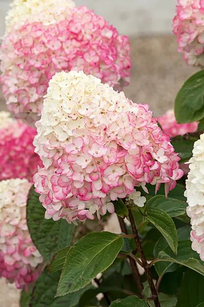 675114 - Rispenhortensie (Hydrangea paniculata 'Living Colourful Cocktail')