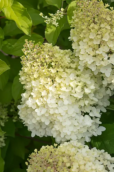 675115 - Rispenhortensie (Hydrangea paniculata 'Living Colourful Cocktail')