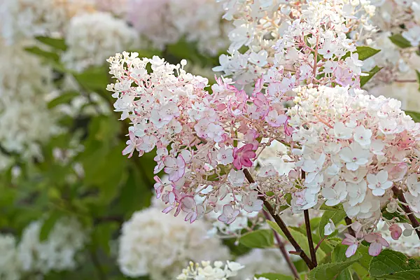 675119 - Rispenhortensie (Hydrangea paniculata 'Living Little Blossom')