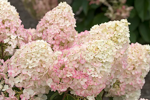 675125 - Rispenhortensie (Hydrangea paniculata 'Living Little Rosy')
