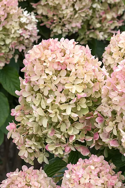 675127 - Rispenhortensie (Hydrangea paniculata 'Living Milk & Honey')