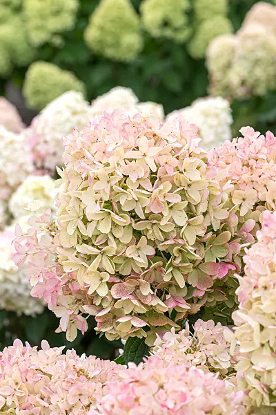 675129 - Rispenhortensie (Hydrangea paniculata 'Living Milk & Honey')