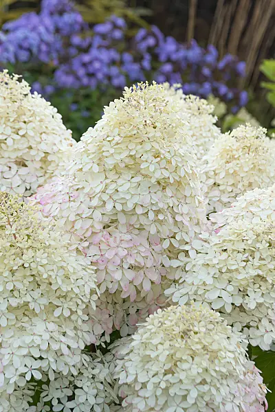 675131 - Rispenhortensie (Hydrangea paniculata 'Living Royal Flower')