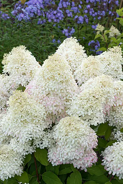 675132 - Rispenhortensie (Hydrangea paniculata 'Living Royal Flower')
