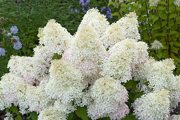 675133 - Rispenhortensie (Hydrangea paniculata 'Living Royal Flower')