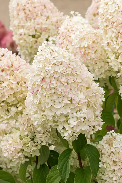 675135 - Rispenhortensie (Hydrangea paniculata 'Living Sugar Rush')