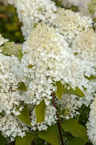 675137 - Rispenhortensie (Hydrangea paniculata 'Living Sugar Rush')