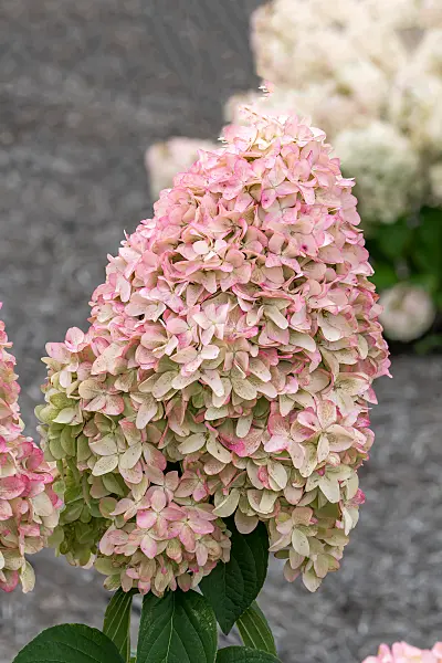 675141 - Rispenhortensie (Hydrangea paniculata 'Magical Kilimanjaro')