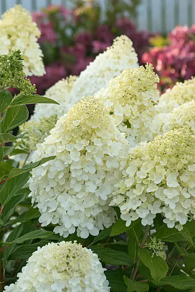 675143 - Rispenhortensie (Hydrangea paniculata 'Magical Matterhorn')