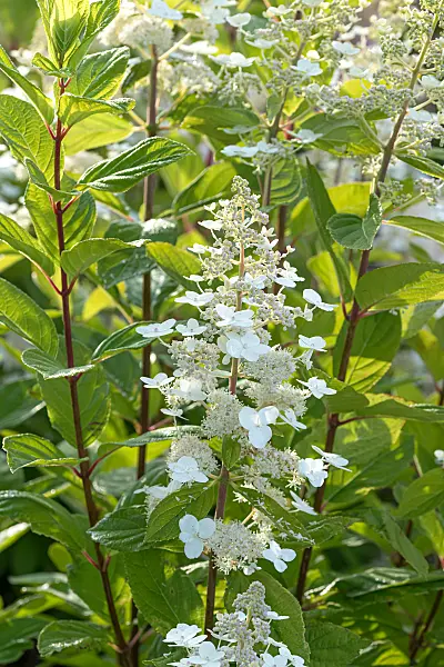 675088 - Rispenhortensie (Hydrangea paniculata 'Mathilde')