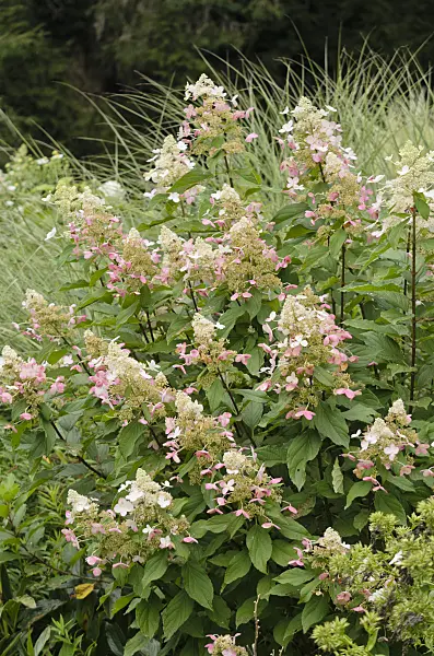 572061 - Rispenhortensie (Hydrangea paniculata 'Midlate Summer')