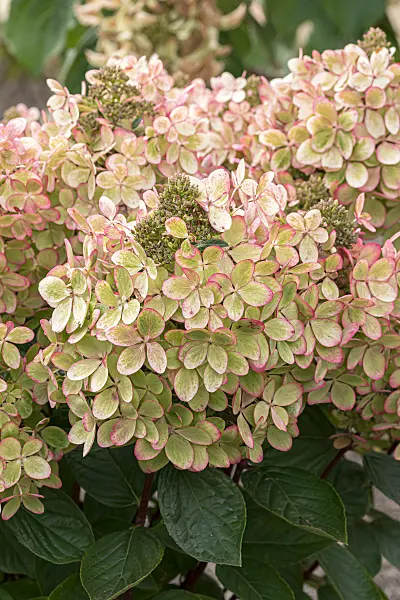 675150 - Rispenhortensie (Hydrangea paniculata 'Pastelgreen')