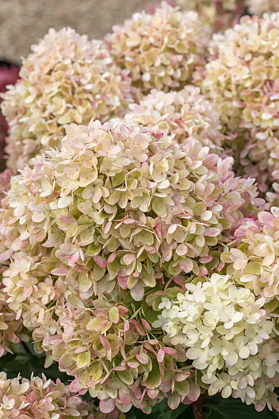 675155 - Rispenhortensie (Hydrangea paniculata 'Pinklight')