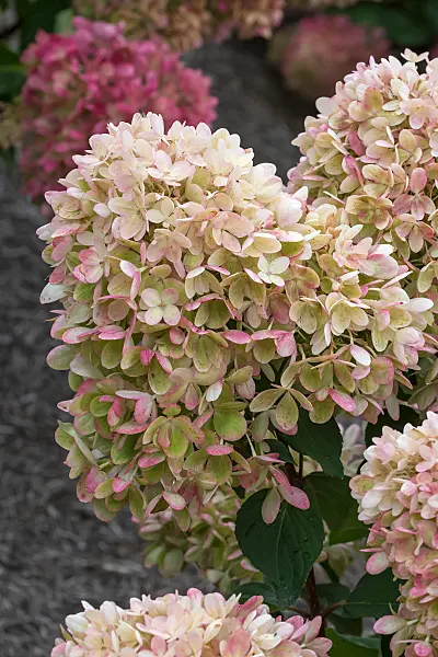 675156 - Rispenhortensie (Hydrangea paniculata 'Pinklight')