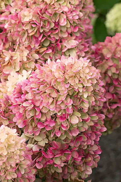 675157 - Rispenhortensie (Hydrangea paniculata 'Redlight')