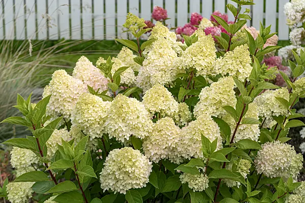 675160 - Rispenhortensie (Hydrangea paniculata 'Redlight')