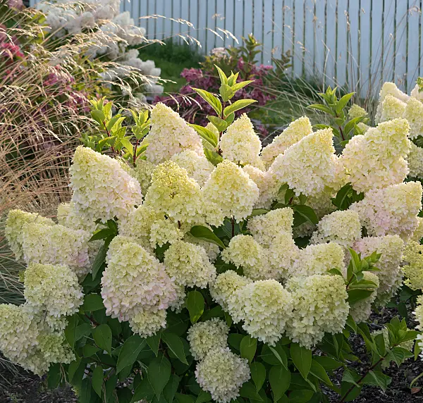 675163 - Rispenhortensie (Hydrangea paniculata 'Redlight')