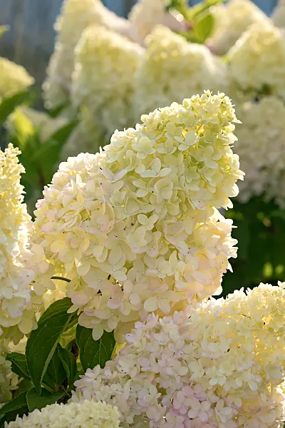 675164 - Rispenhortensie (Hydrangea paniculata 'Redlight')
