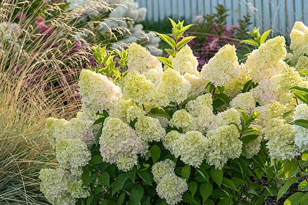 675166 - Rispenhortensie (Hydrangea paniculata 'Redlight')