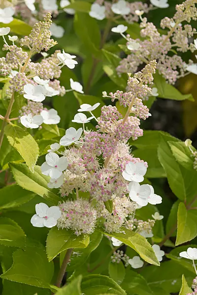 675093 - Rispenhortensie (Hydrangea paniculata 'Tender Rose')