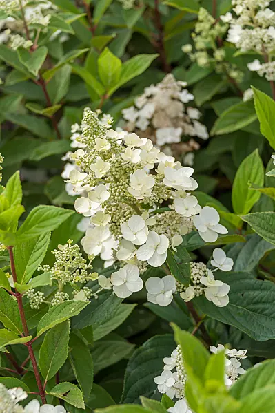 675095 - Rispenhortensie (Hydrangea paniculata 'Unique')