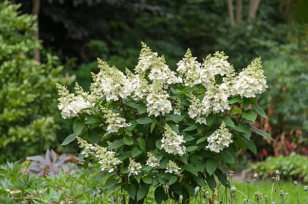 675096 - Rispenhortensie (Hydrangea paniculata 'Unique')