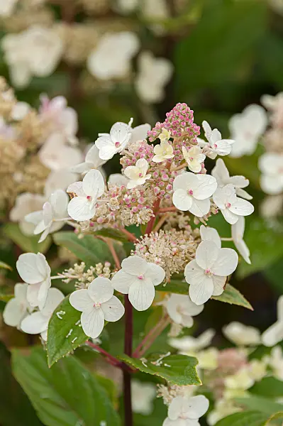 675098 - Rispenhortensie (Hydrangea paniculata 'Unique')