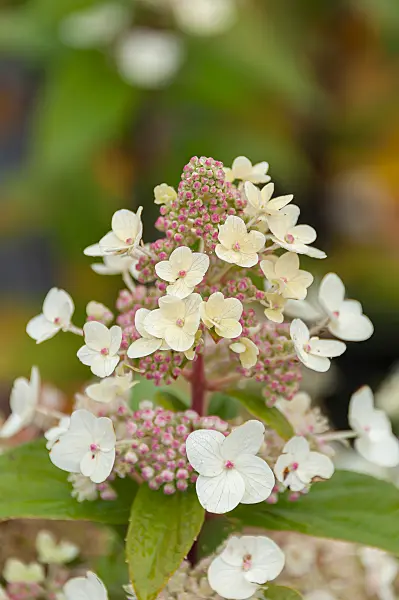 675099 - Rispenhortensie (Hydrangea paniculata 'Unique')