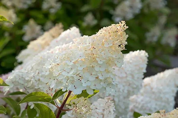 675167 - Rispenhortensie (Hydrangea paniculata 'Vanille Fraise')