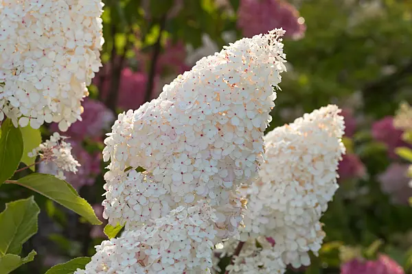 675168 - Rispenhortensie (Hydrangea paniculata 'Vanille Fraise')