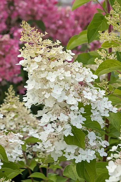 675102 - Rispenhortensie (Hydrangea paniculata 'White Lady')