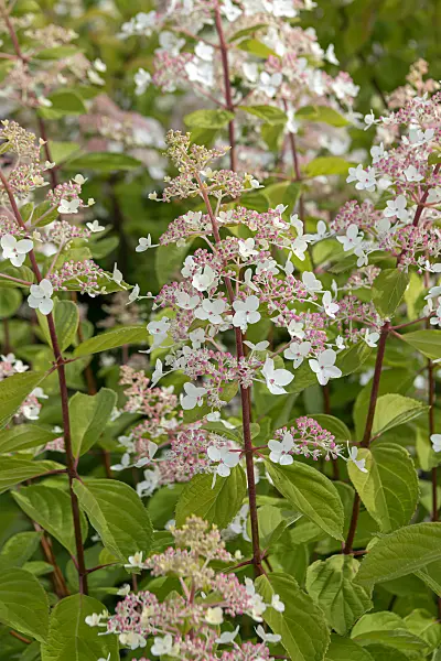 675103 - Rispenhortensie (Hydrangea paniculata 'White Tiara')