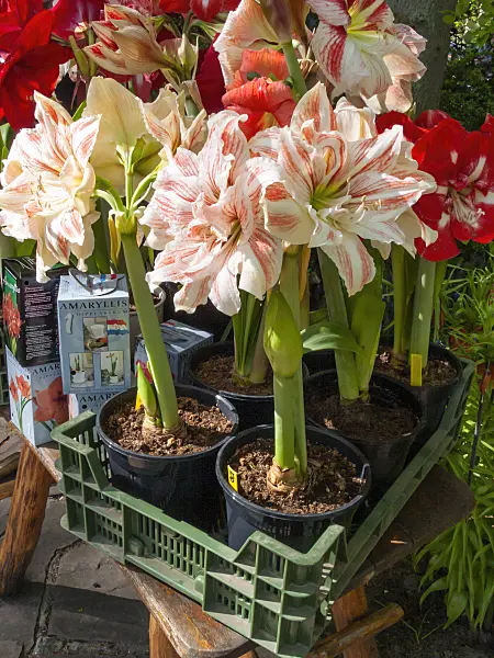 401013 - Ritterstern (Hippeastrum)