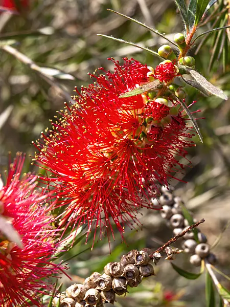 461030 - River bottlebrush (Callistemon sieberi)