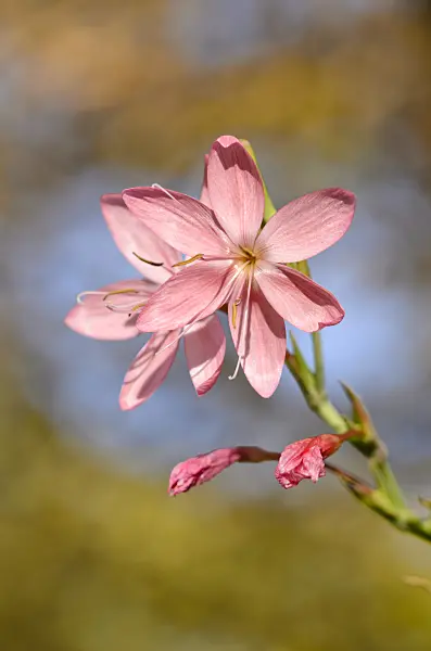 525277 - River lily (Hesperantha coccinea 'Rosea' syn. Schizostylis coccinea 'Rosea')