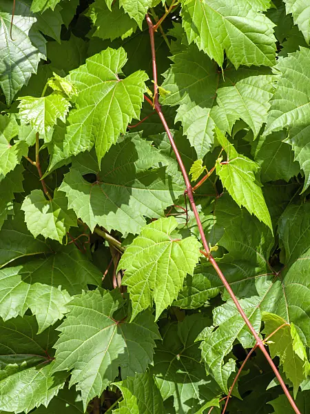 450012 - Riverbank vine (Vitis riparia)